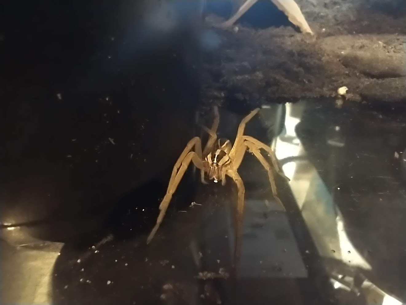 A Rabid Wolf Spider.
